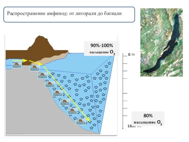0 m 1637 m. 90%-100% насыщение O2 80% насыщение O2 Распространение амфипод: от литорали до батиали