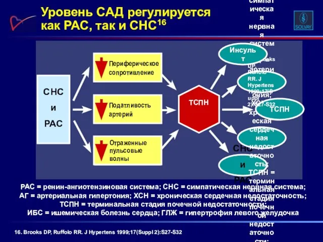 Уровень САД регулируется как РАС, так и СНС16 РАС = ренин-ангиотензиновая система;