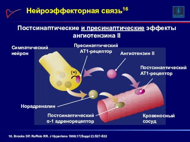 Постсинаптические и пресинаптические эффекты ангиотензина II Нейроэффекторная связь16 Постсинаптический α-1 адренорецептор Постсинаптический