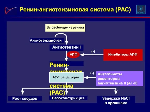 Ренин-ангиотензиновая система (РАС) Ангиотензиноген Ангиотензин I Ренин-ангиотензиновая система (РАС) Рост сосудов Вазоконстрикция