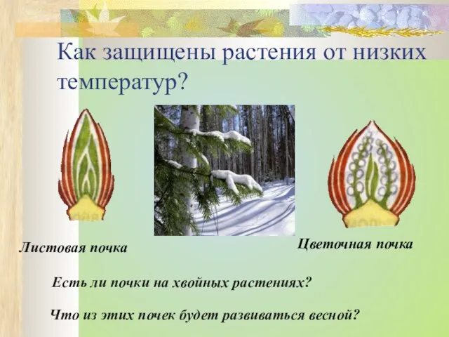 Как защищены растения от низких температур? Листовая почка Цветочная почка Что из