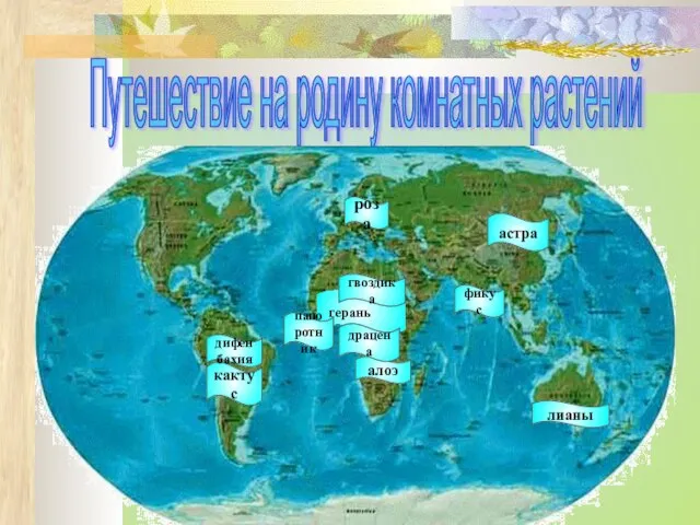 Путешествие на родину комнатных растений герань астра алоэ лианы кактус гвоздика фикус драцена дифенбахия папоротник роза