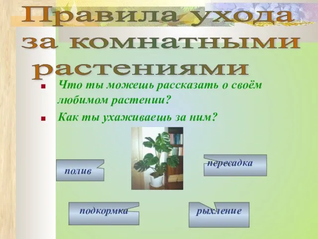 Что ты можешь рассказать о своём любимом растении? Как ты ухаживаешь за