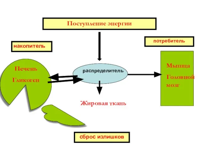 Печень Гликоген Поступление энергии Мышца Головной мозг Жировая ткань Липогенез (ТГ) распределитель накопитель сброс излишков потребитель