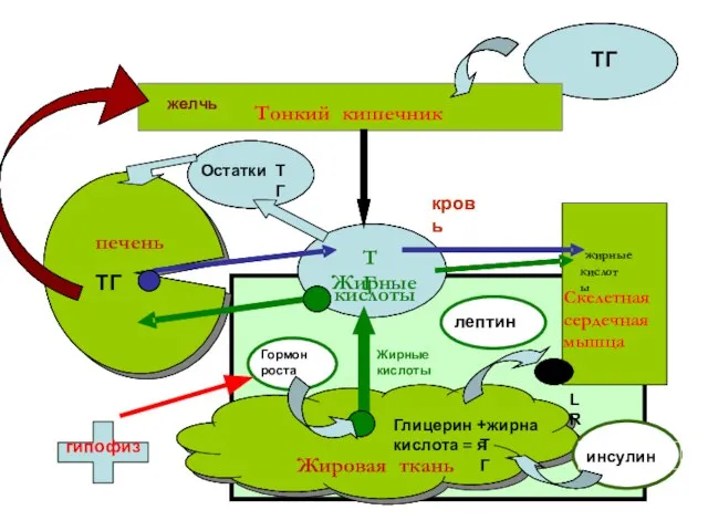 ТГ печень Тонкий кишечник Скелетная сердечная мышца Жировая ткань жирные кислоты Жирные