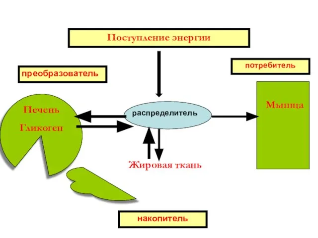 Печень Гликоген Поступление энергии Мышца Жировая ткань Липогенез (ТГ) распределитель преобразователь накопитель потребитель