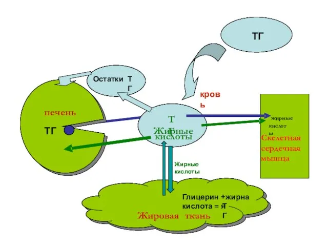 печень Скелетная сердечная мышца Жировая ткань жирные кислоты Жирные кислоты ТГ Глицерин