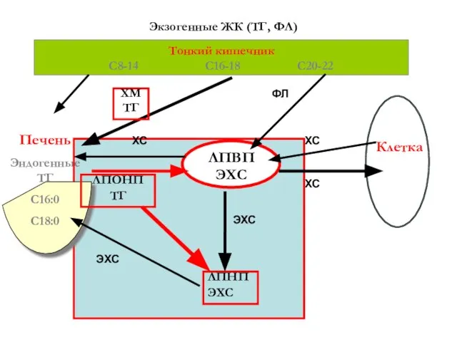 Печень Эндогенные ТГ С16:0 С18:0 Тонкий кишечник С8-14 С16-18 С20-22 ЛПВП ЭХС