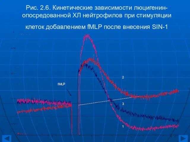 Рис. 2.6. Кинетические зависимости люцигенин-опосредованной ХЛ нейтрофилов при стимуляции клеток добавлением fMLP