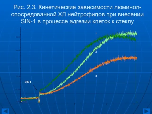 Рис. 2.3. Кинетические зависимости люминол-опосредованной ХЛ нейтрофилов при внесении SIN-1 в процессе