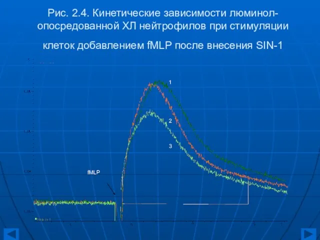 Рис. 2.4. Кинетические зависимости люминол-опосредованной ХЛ нейтрофилов при стимуляции клеток добавлением fMLP