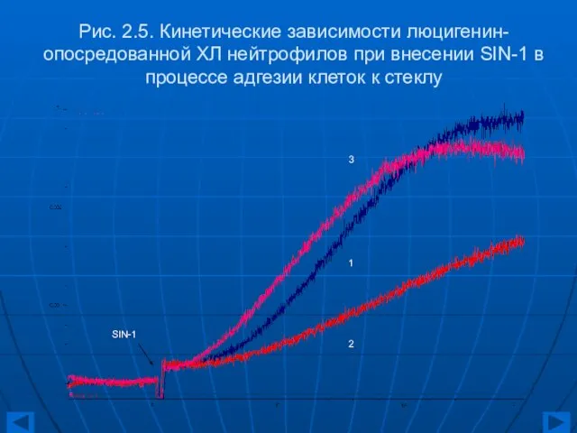 Рис. 2.5. Кинетические зависимости люцигенин-опосредованной ХЛ нейтрофилов при внесении SIN-1 в процессе