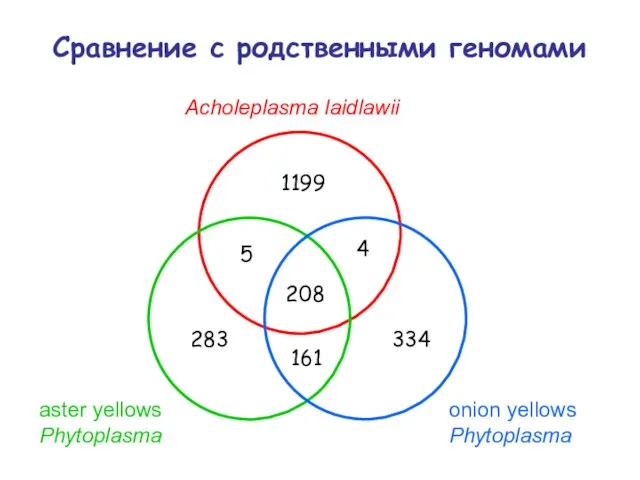 Сравнение с родственными геномами