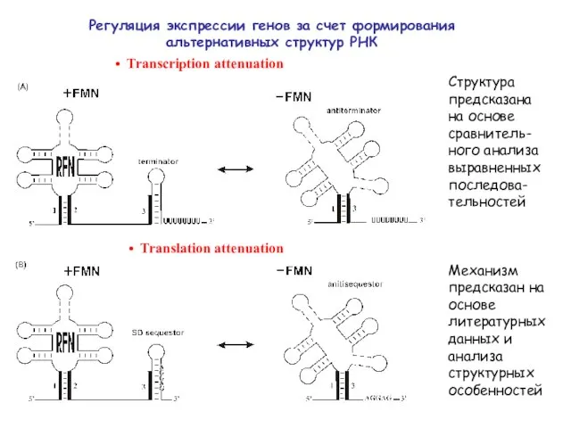 Регуляция экспрессии генов за счет формирования альтернативных структур РНК Transcription attenuation Translation