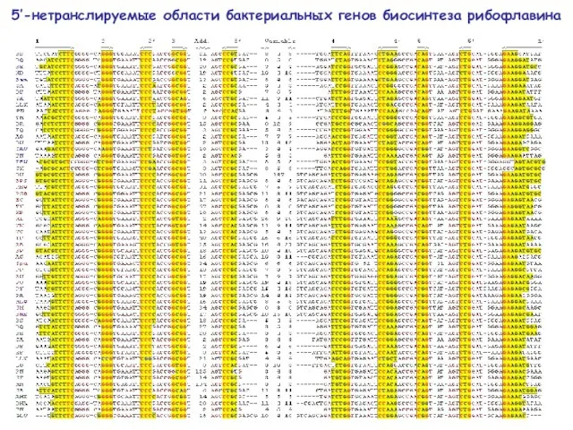 5’-нетранслируемые области бактериальных генов биосинтеза рибофлавина