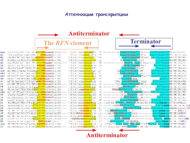 Аттенюация транскрипции Terminator The RFN element Antiterminator Antiterminator