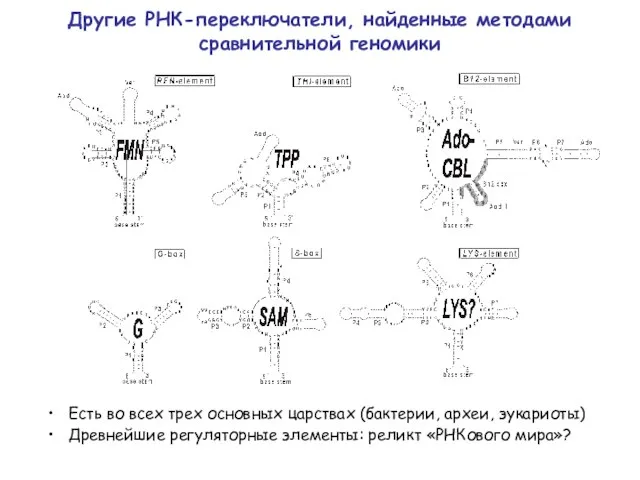 Другие РНК-переключатели, найденные методами сравнительной геномики Есть во всех трех основных царствах