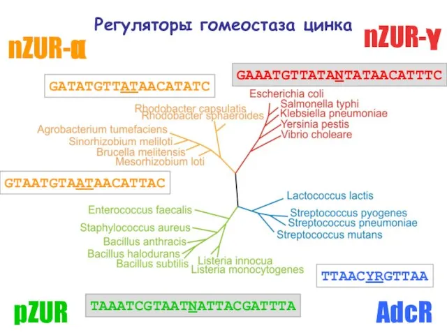 Регуляторы гомеостаза цинка nZUR-γ nZUR-α AdcR pZUR TTAACYRGTTAA GATATGTTATAACATATC GAAATGTTATANTATAACATTTC GTAATGTAATAACATTAC TAAATCGTAATNATTACGATTTA