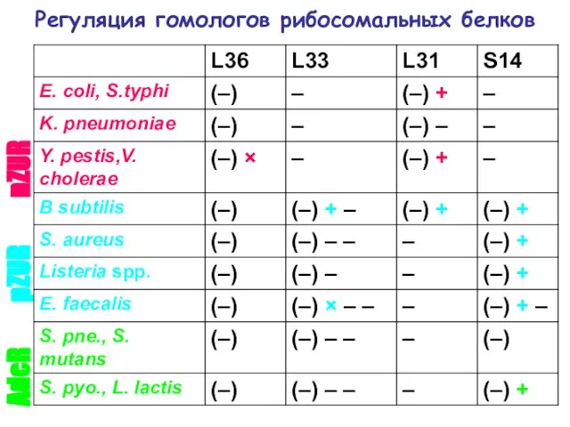 Регуляция гомологов рибосомальных белков nZUR pZUR AdcR