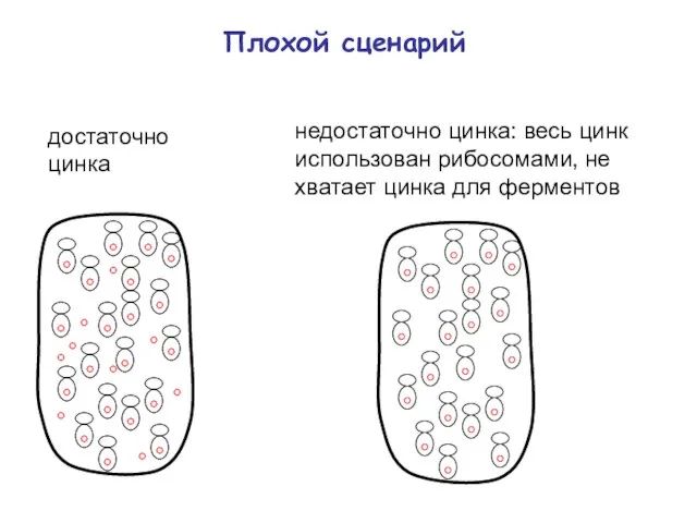 Плохой сценарий достаточно цинка недостаточно цинка: весь цинк использован рибосомами, не хватает цинка для ферментов