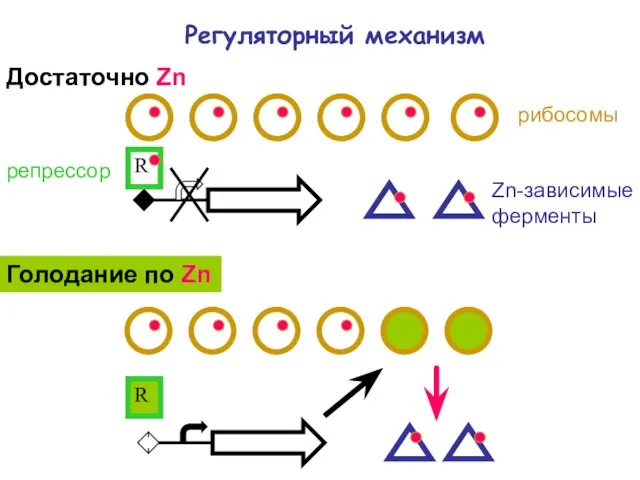 Регуляторный механизм рибосомы Zn-зависимые ферменты R Достаточно Zn Голодание по Zn R репрессор