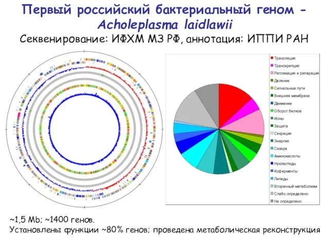 Первый российский бактериальный геном - Acholeplasma laidlawii Секвенирование: ИФХМ МЗ РФ, аннотация: