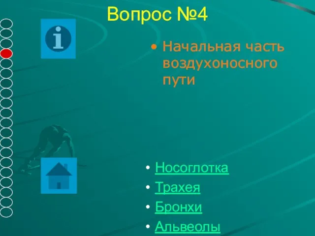 Вопрос №4 Начальная часть воздухоносного пути Носоглотка Трахея Бронхи Альвеолы