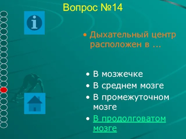 Вопрос №14 В мозжечке В среднем мозге В промежуточном мозге В продолговатом