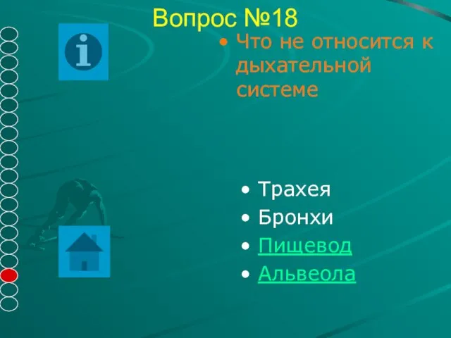 Вопрос №18 Трахея Бронхи Пищевод Альвеола Что не относится к дыхательной системе