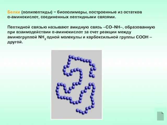Белки (полипептиды) − биополимеры, построенные из остатков α-аминокислот, соединенных пептидными связями. Пептидной