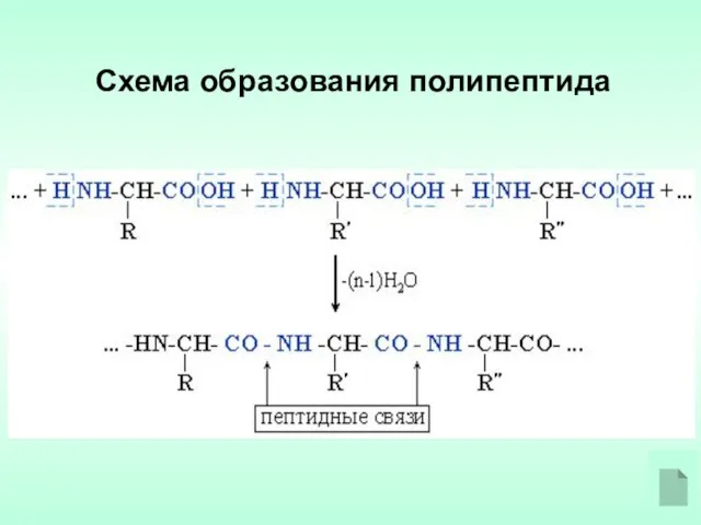 Схема образования полипептида