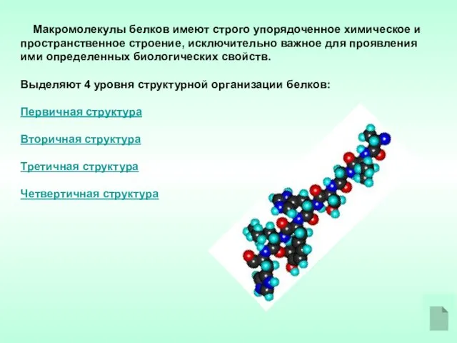 Макромолекулы белков имеют строго упорядоченное химическое и пространственное строение, исключительно важное для