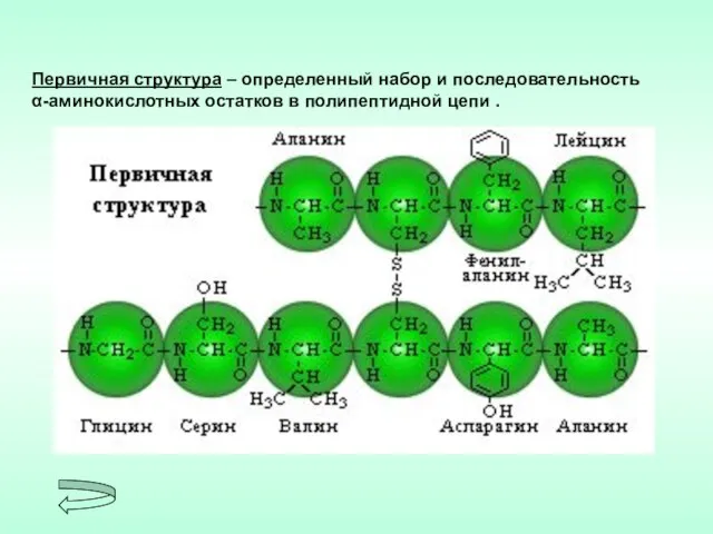 Первичная структура – определенный набор и последовательность α-аминокислотных остатков в полипептидной цепи .