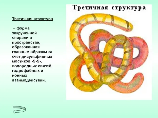 Третичная структура – форма закрученной спирали в пространстве, образованная главным образом за