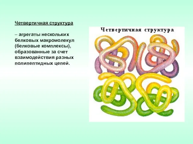 Четвертичная структура – агрегаты нескольких белковых макромолекул (белковые комплексы), образованные за счет взаимодействия разных полипептидных цепей.