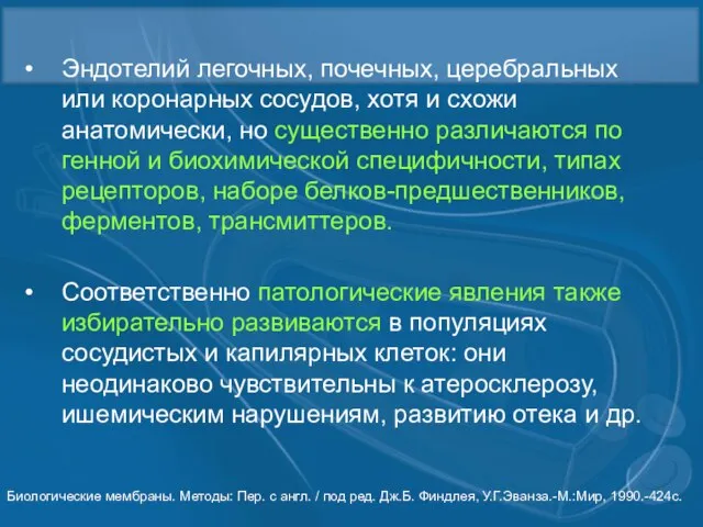 Эндотелий легочных, почечных, церебральных или коронарных сосудов, хотя и схожи анатомически, но