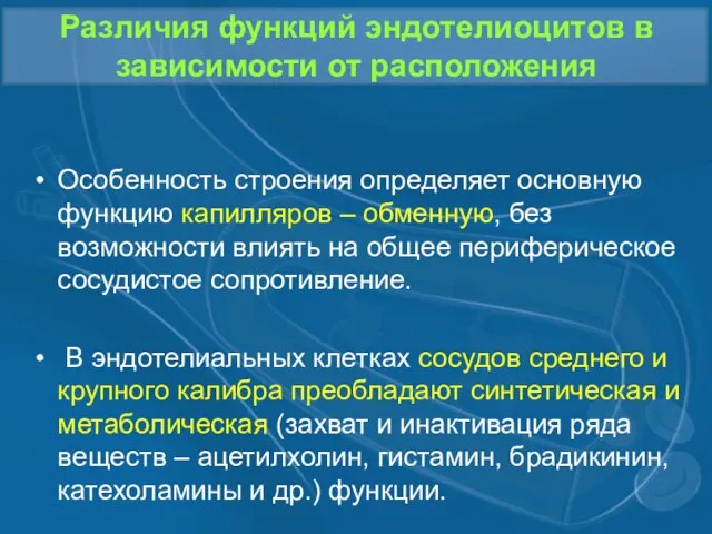 Различия функций эндотелиоцитов в зависимости от расположения Особенность строения определяет основную функцию