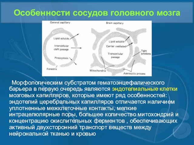 Особенности сосудов головного мозга Морфологическим субстратом гематоэнцефалического барьера в первую очередь являются