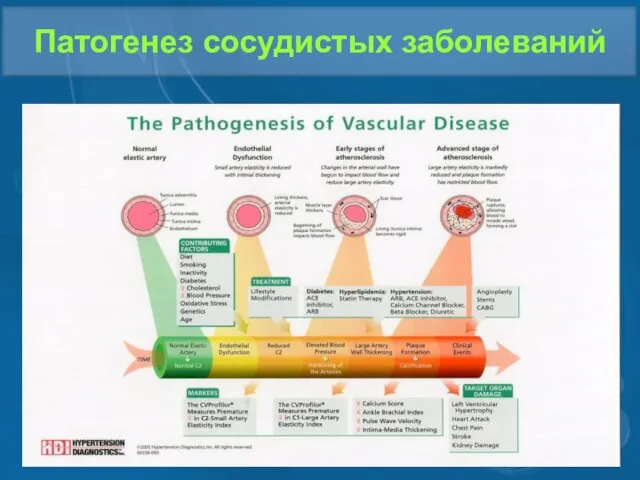 Патогенез сосудистых заболеваний