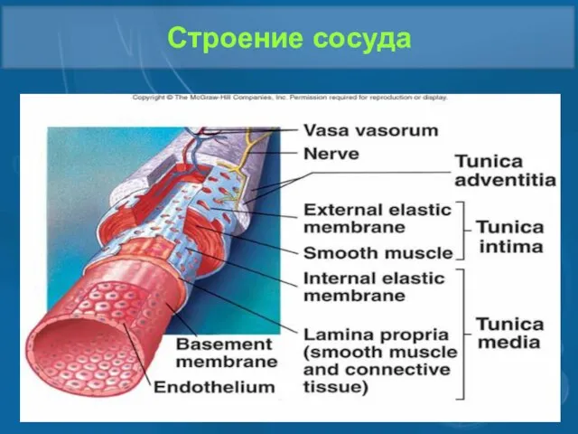 Строение сосуда