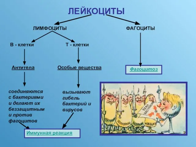 ЛЕЙКОЦИТЫ ЛИМФОЦИТЫ ФАГОЦИТЫ В - клетки Т - клетки Антитела Особые вещества