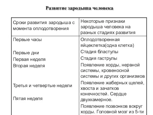 Развитие зародыша человека