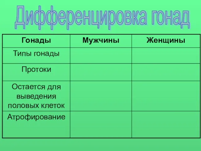 Дифференцировка гонад