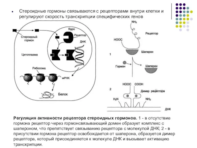 Стероидные гормоны связываются с рецепторами внутри клетки и регулируют скорость транскрипции специфических