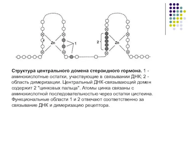 Структура центрального домена стероидного гормона. 1 - аминокислотные остатки, участвующие в связывании