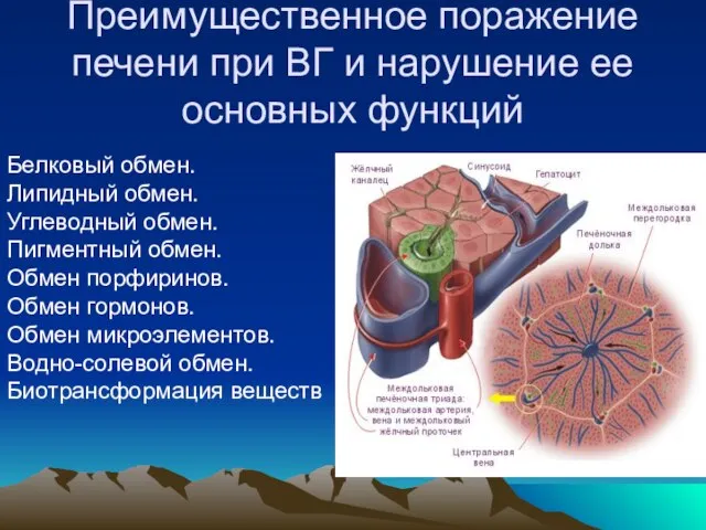 Преимущественное поражение печени при ВГ и нарушение ее основных функций Белковый обмен.