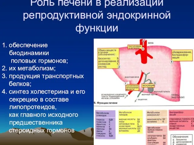 Роль печени в реализации репродуктивной эндокринной функции 1. обеспечение биодинамики половых гормонов;