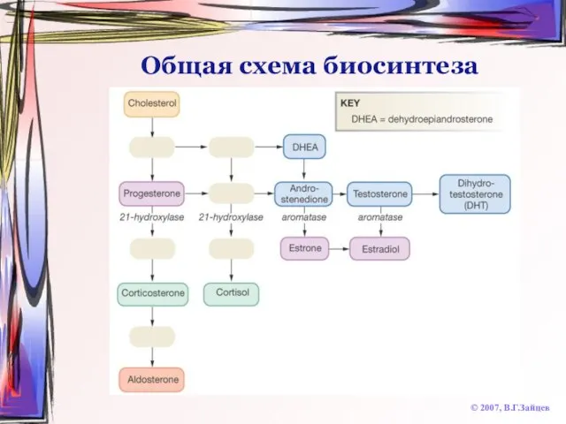 Общая схема биосинтеза © 2007, В.Г.Зайцев