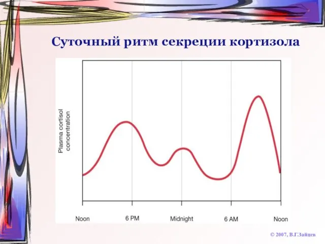 Суточный ритм секреции кортизола © 2007, В.Г.Зайцев