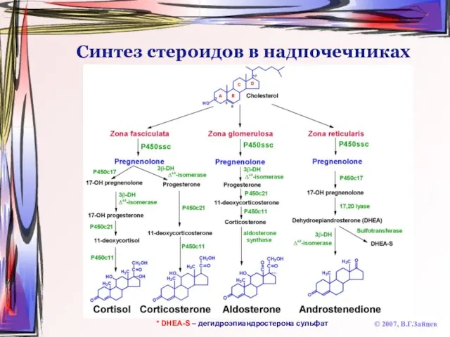 Синтез стероидов в надпочечниках © 2007, В.Г.Зайцев * DHEA-S – дегидроэпиандростерона сульфат